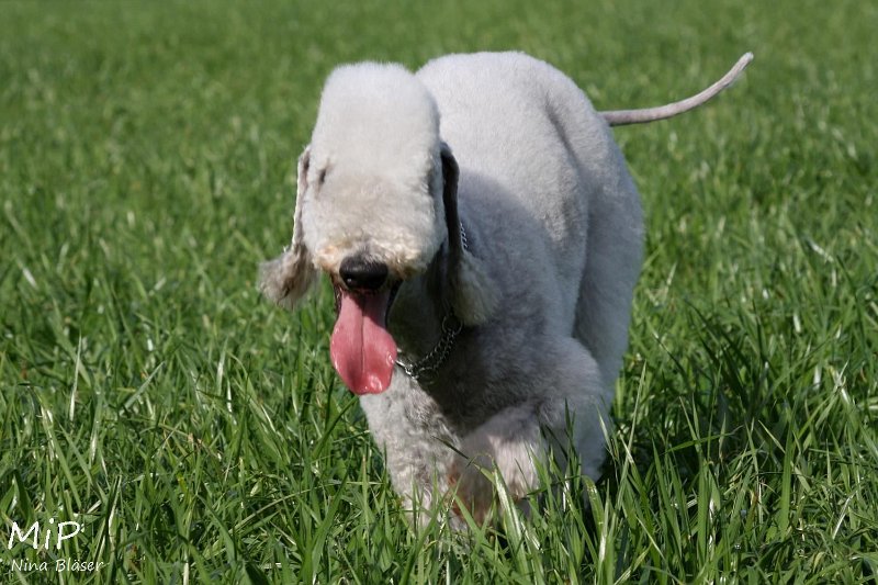 2011-04-02 Aveline Alanna Svet (25).jpg - Airis Blue Volshebny Svet